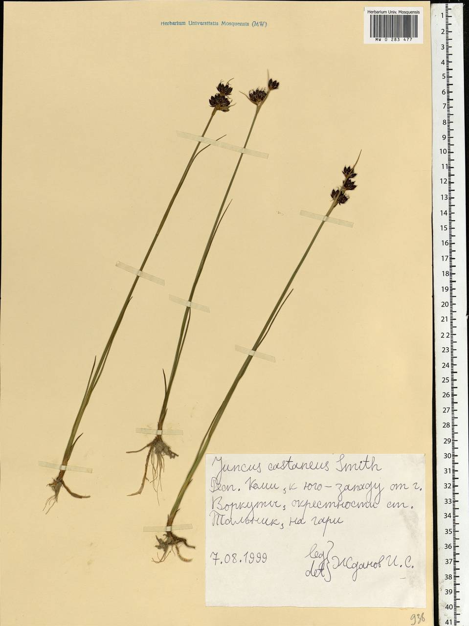 Juncus castaneus Sm., Eastern Europe, Northern region (E1) (Russia)