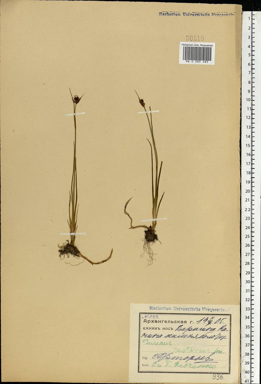 Juncus castaneus Sm., Eastern Europe, Northern region (E1) (Russia)