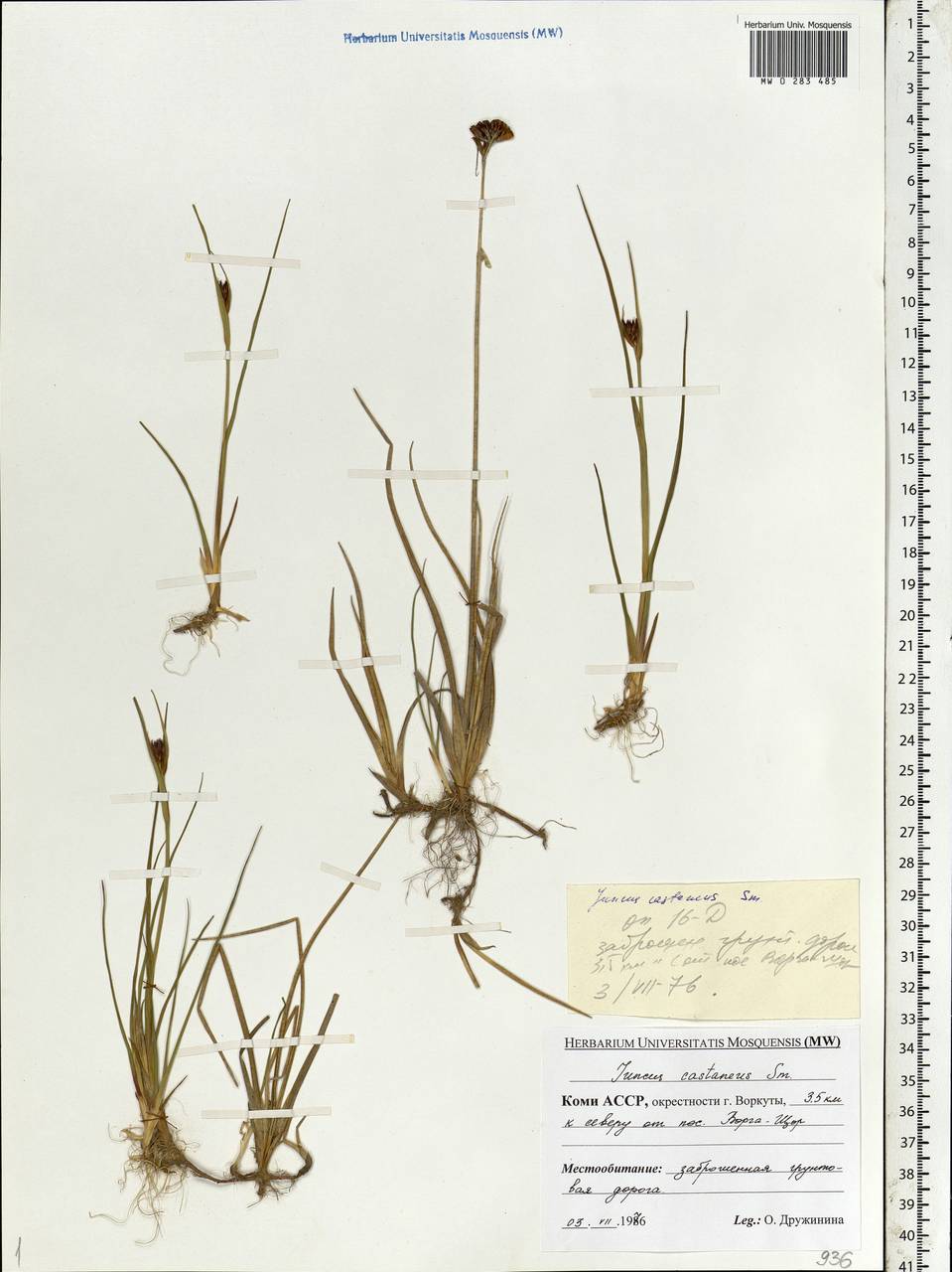 Juncus castaneus Sm., Eastern Europe, Northern region (E1) (Russia)