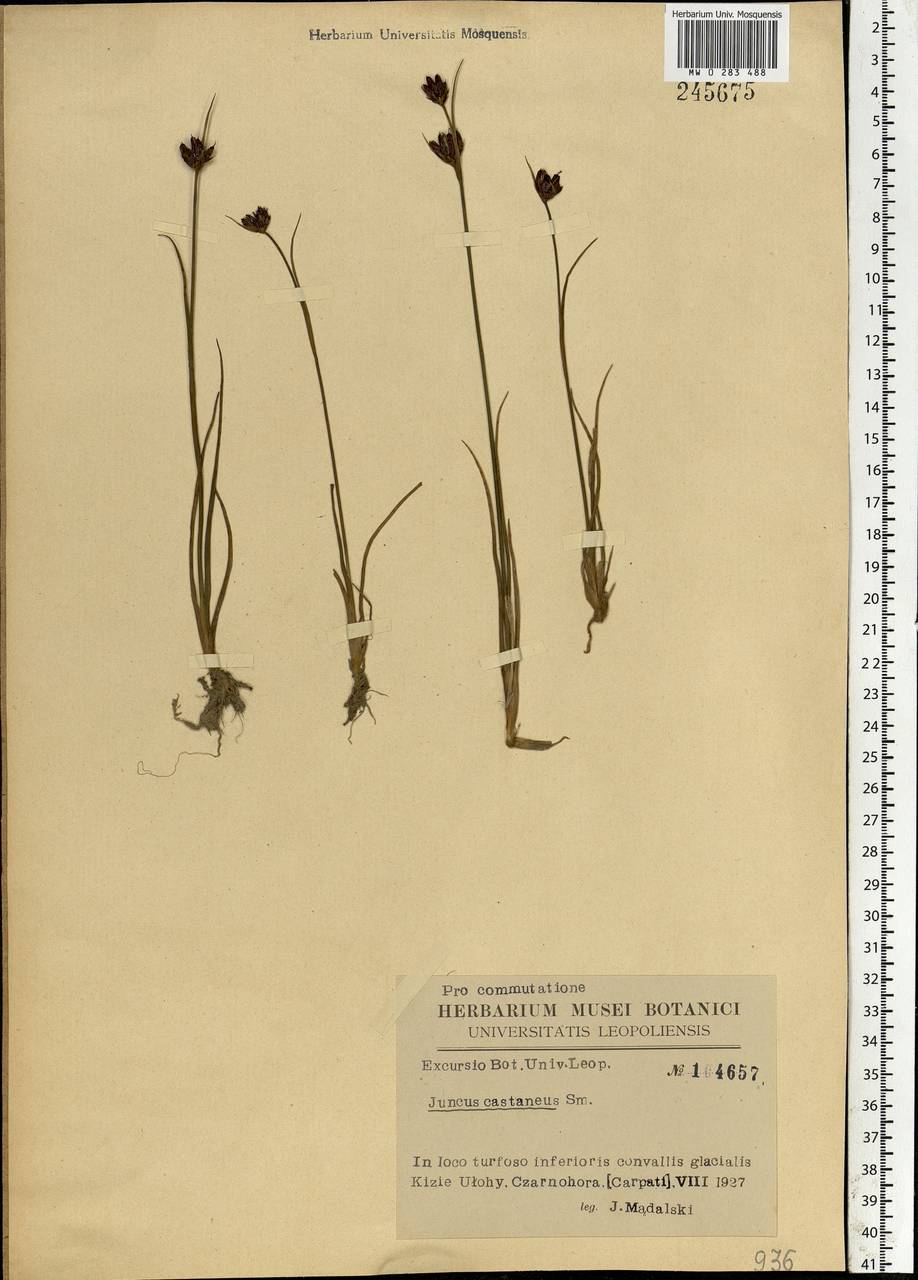 Juncus castaneus Sm., Eastern Europe, West Ukrainian region (E13) (Ukraine)