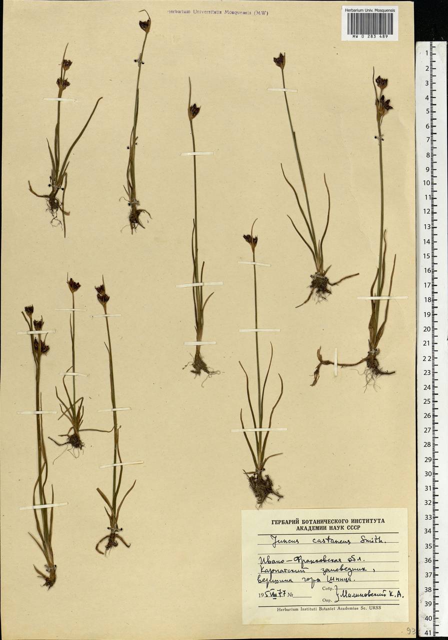 Juncus castaneus Sm., Eastern Europe, West Ukrainian region (E13) (Ukraine)