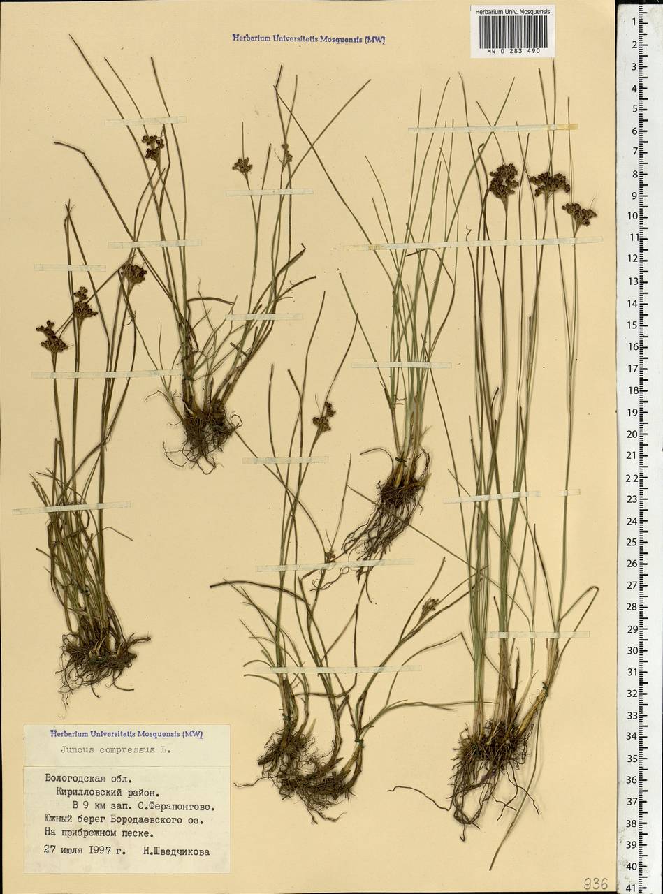 Juncus compressus Jacq., Eastern Europe, Northern region (E1) (Russia)
