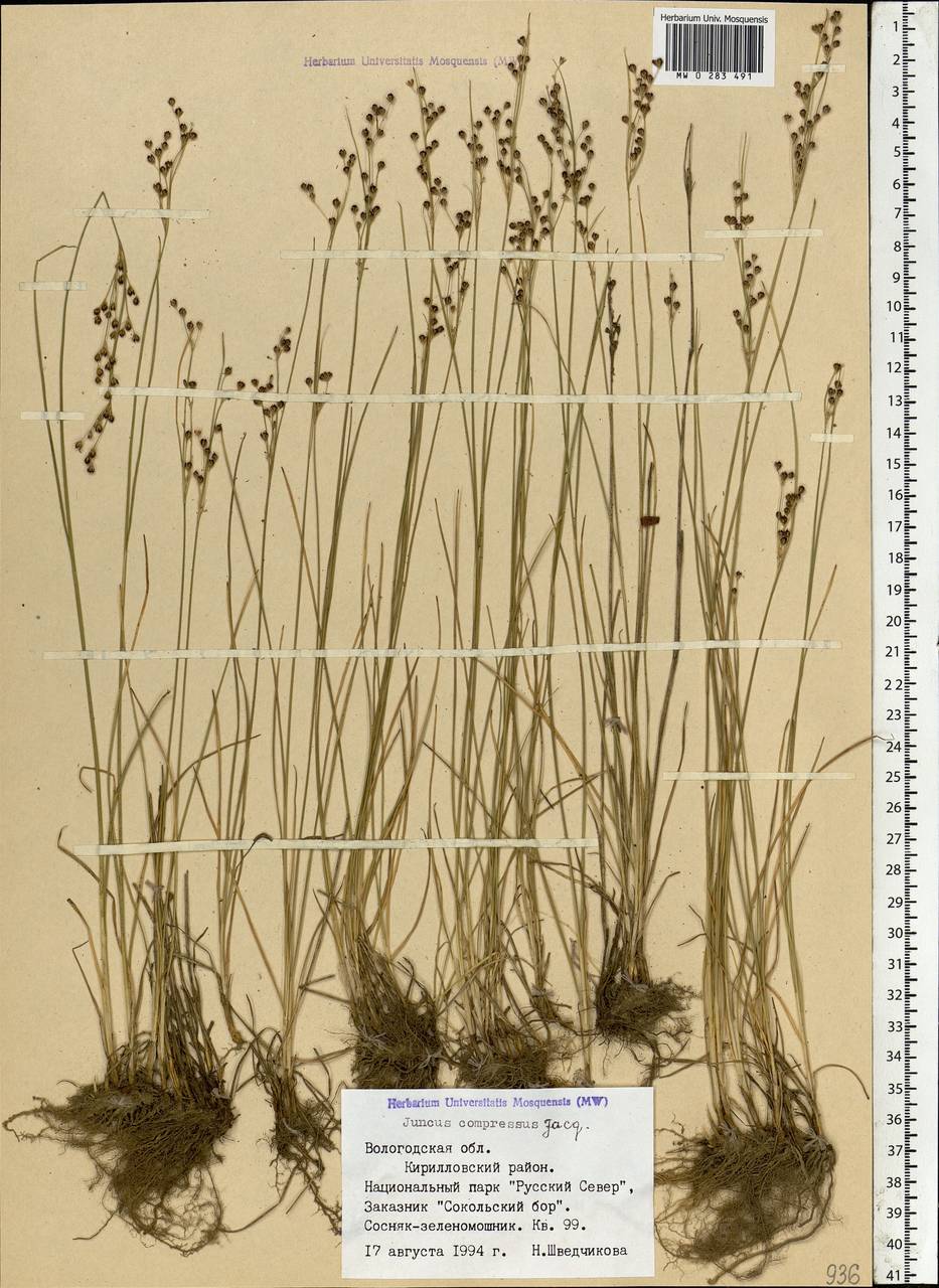 Juncus compressus Jacq., Eastern Europe, Northern region (E1) (Russia)