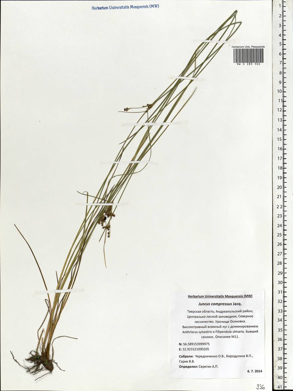 Juncus compressus Jacq., Eastern Europe, North-Western region (E2) (Russia)