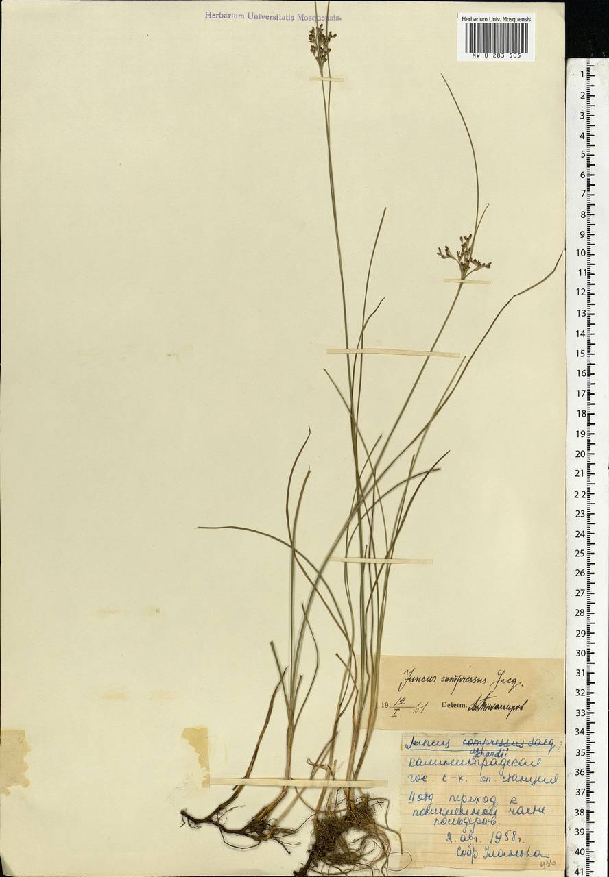 Juncus compressus Jacq., Eastern Europe, North-Western region (E2) (Russia)