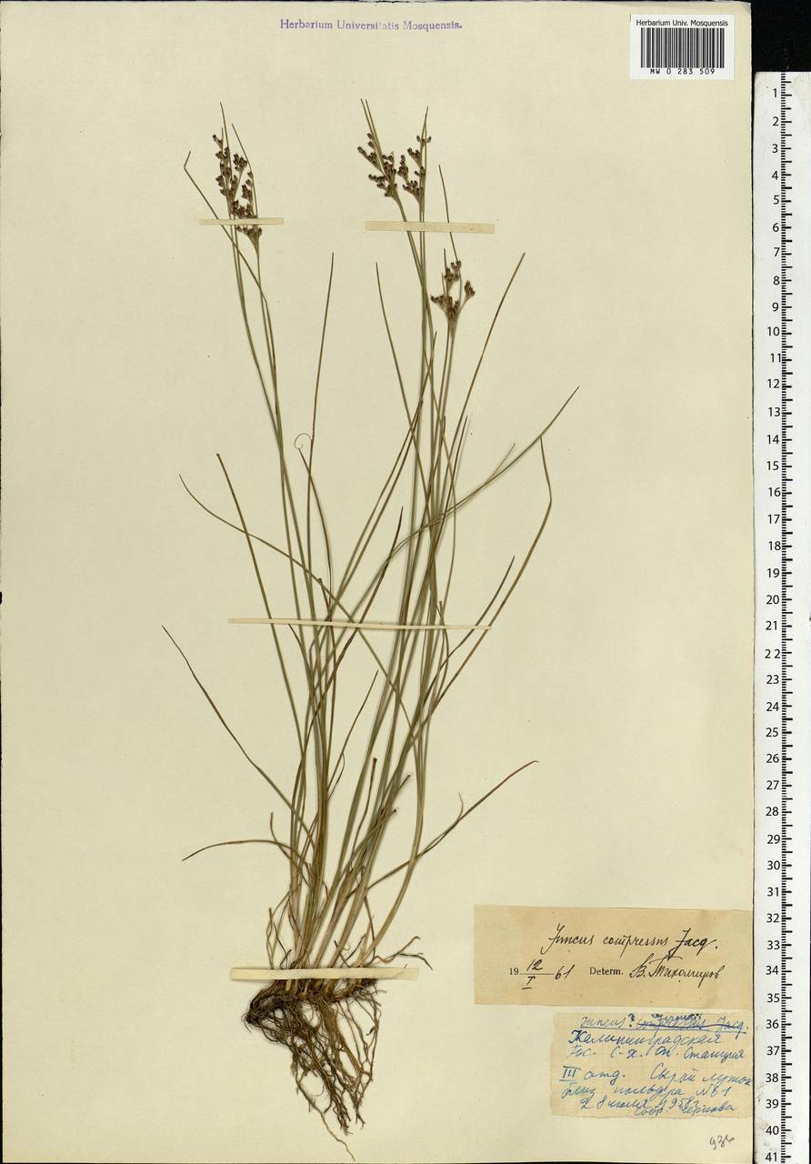 Juncus compressus Jacq., Eastern Europe, North-Western region (E2) (Russia)