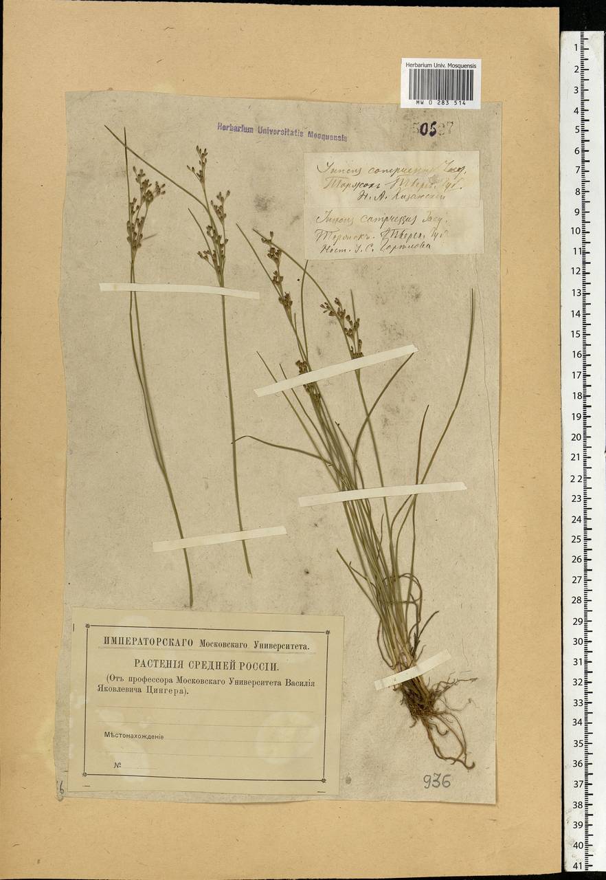 Juncus compressus Jacq., Eastern Europe, North-Western region (E2) (Russia)