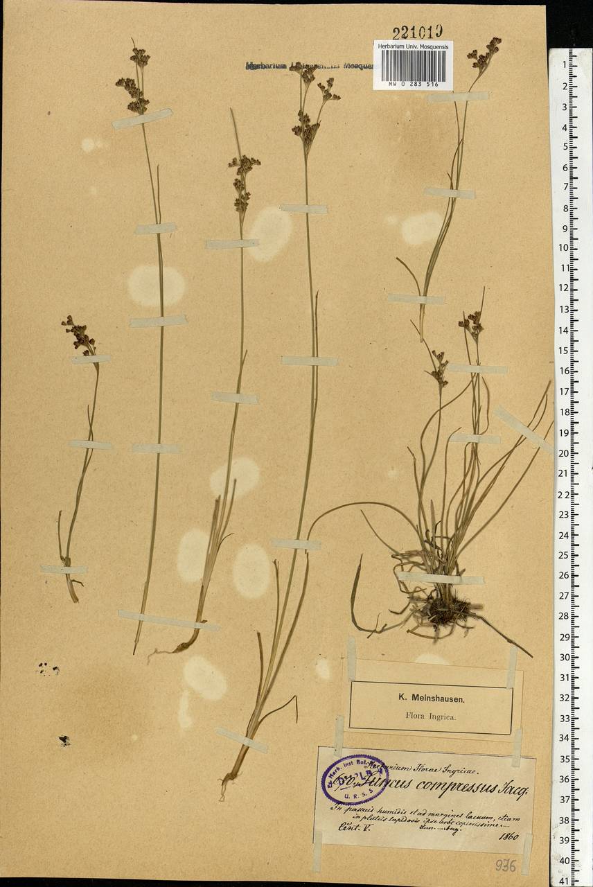 Juncus compressus Jacq., Eastern Europe, North-Western region (E2) (Russia)