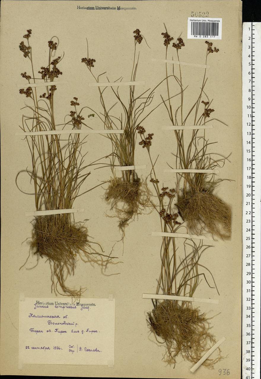 Juncus compressus Jacq., Eastern Europe, North-Western region (E2) (Russia)