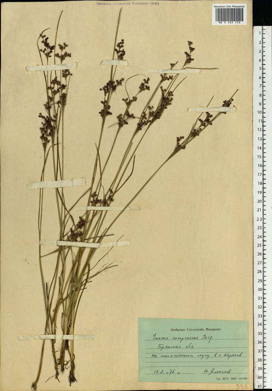 Juncus compressus Jacq., Eastern Europe, Western region (E3) (Russia)