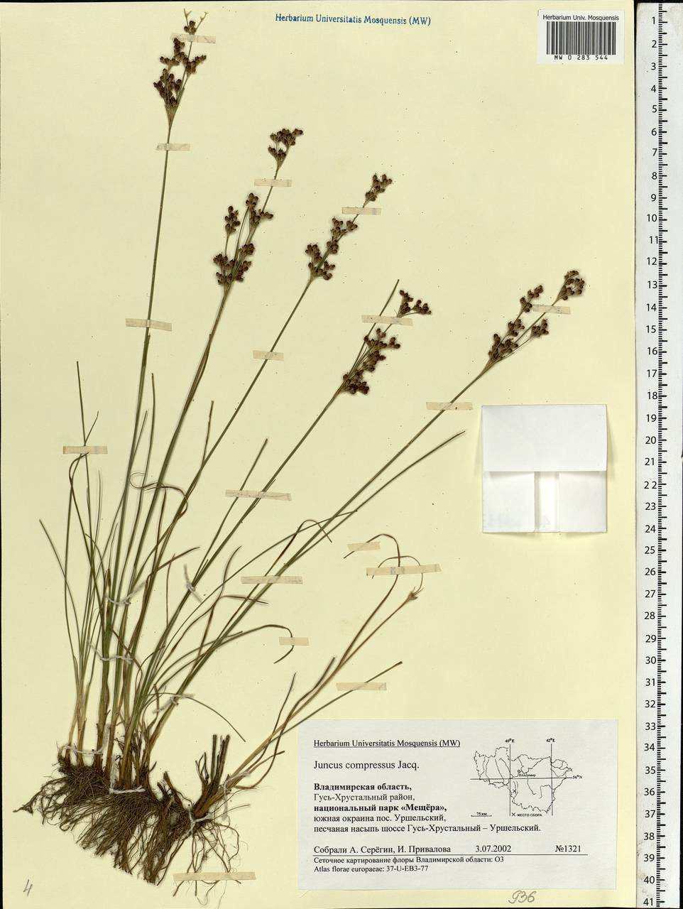 Juncus compressus Jacq., Eastern Europe, Central region (E4) (Russia)