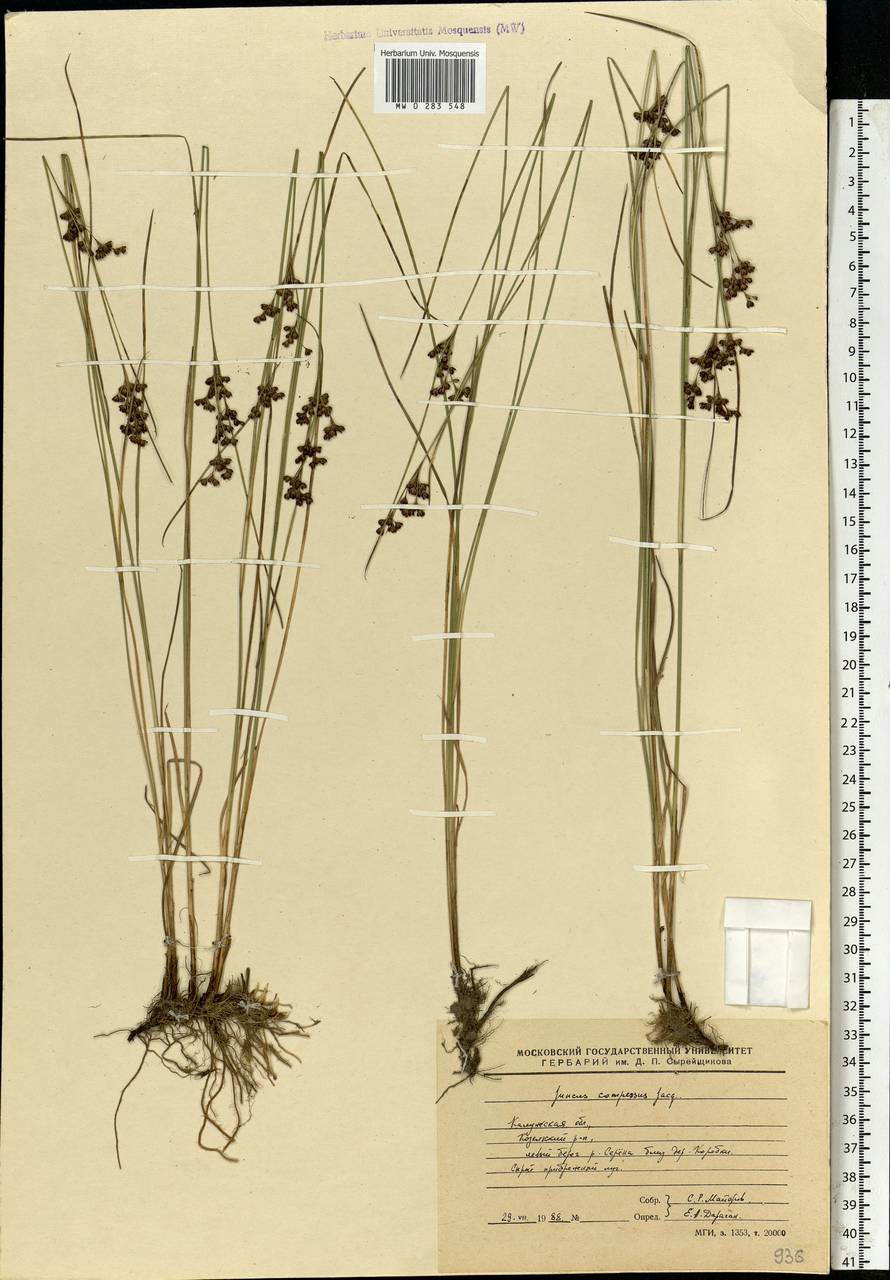 Juncus compressus Jacq., Eastern Europe, Central region (E4) (Russia)