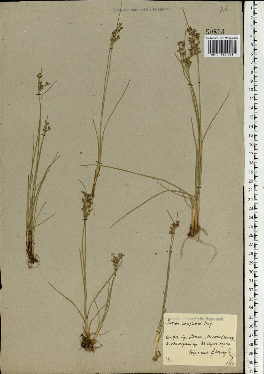 Juncus compressus Jacq., Eastern Europe, Central region (E4) (Russia)