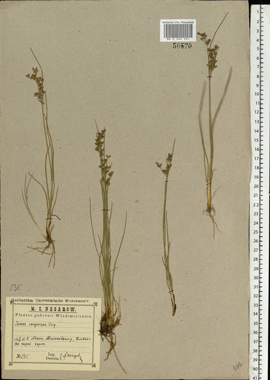 Juncus compressus Jacq., Eastern Europe, Central region (E4) (Russia)