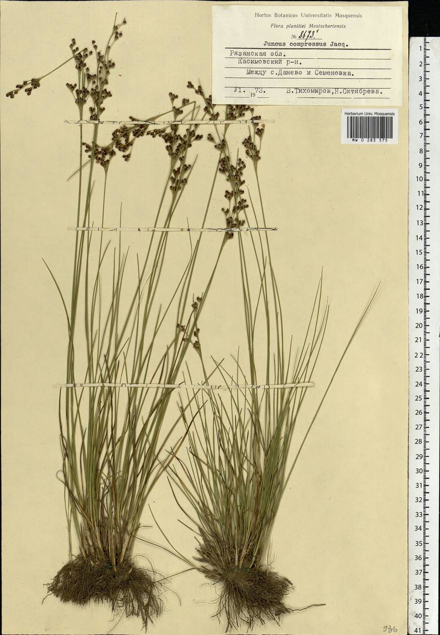 Juncus compressus Jacq., Eastern Europe, Central region (E4) (Russia)