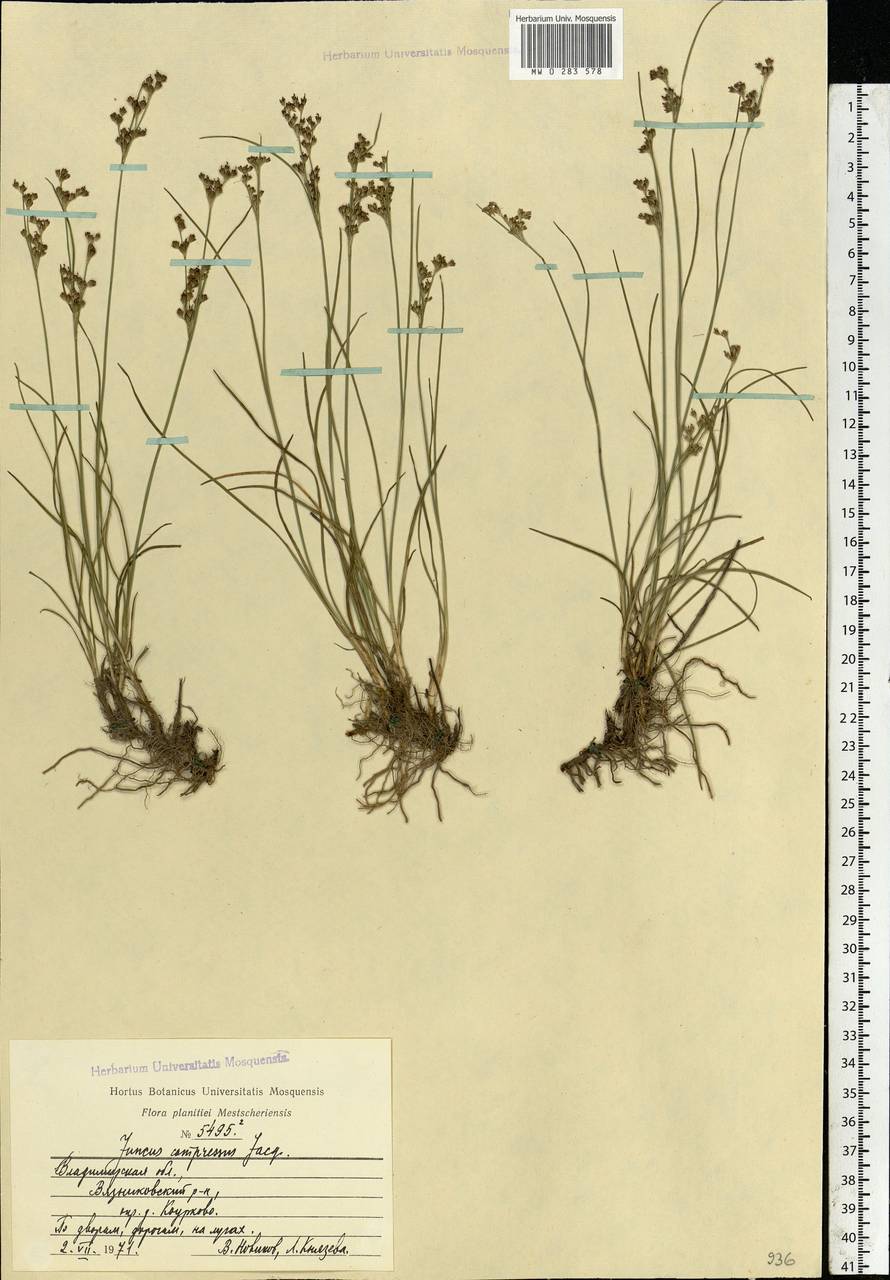 Juncus compressus Jacq., Eastern Europe, Central region (E4) (Russia)