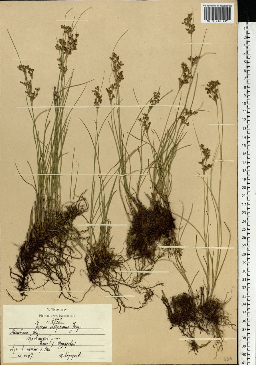 Juncus compressus Jacq., Eastern Europe, Moscow region (E4a) (Russia)