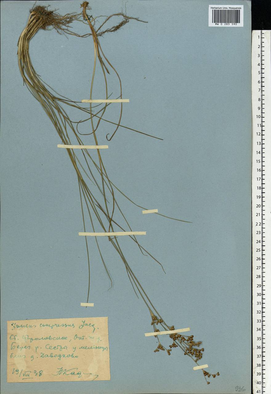 Juncus compressus Jacq., Eastern Europe, Moscow region (E4a) (Russia)