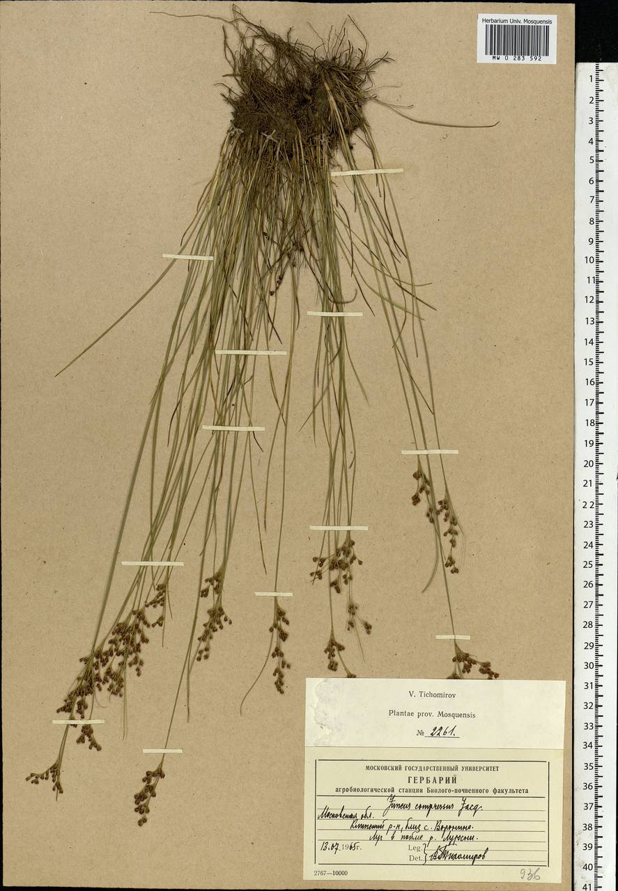 Juncus compressus Jacq., Eastern Europe, Moscow region (E4a) (Russia)
