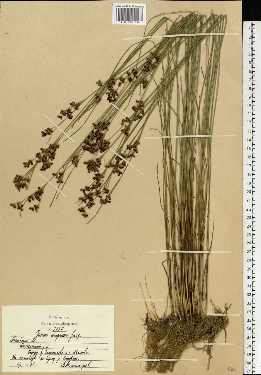 Juncus compressus Jacq., Eastern Europe, Moscow region (E4a) (Russia)