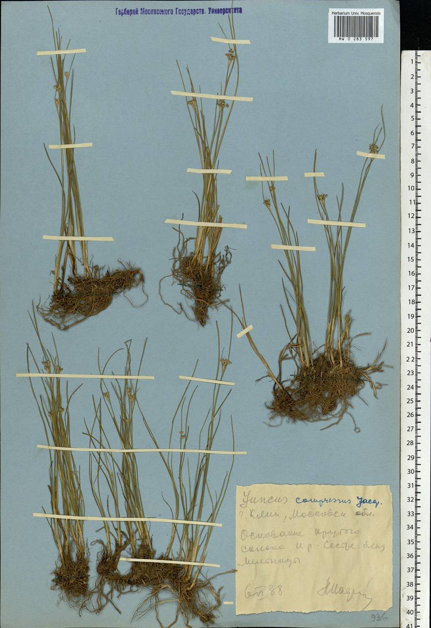 Juncus compressus Jacq., Eastern Europe, Moscow region (E4a) (Russia)