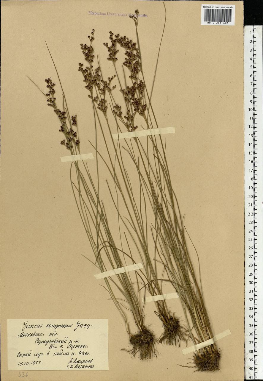 Juncus compressus Jacq., Eastern Europe, Moscow region (E4a) (Russia)