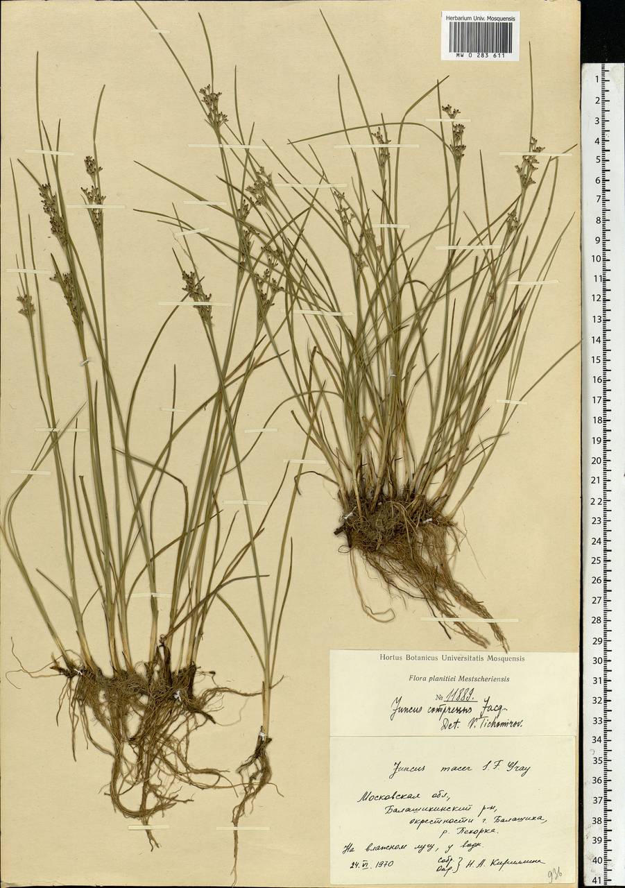 Juncus compressus Jacq., Eastern Europe, Moscow region (E4a) (Russia)