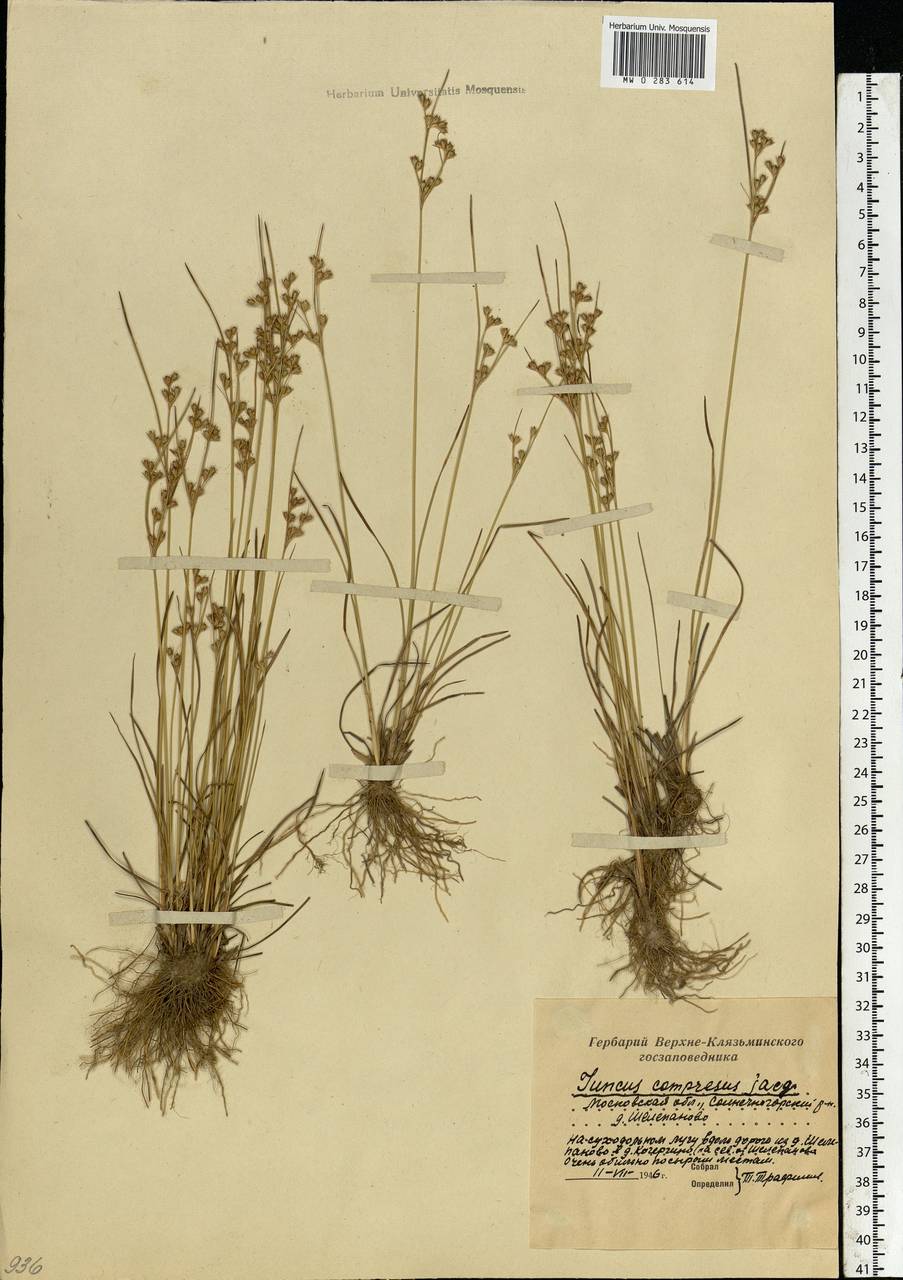 Juncus compressus Jacq., Eastern Europe, Moscow region (E4a) (Russia)