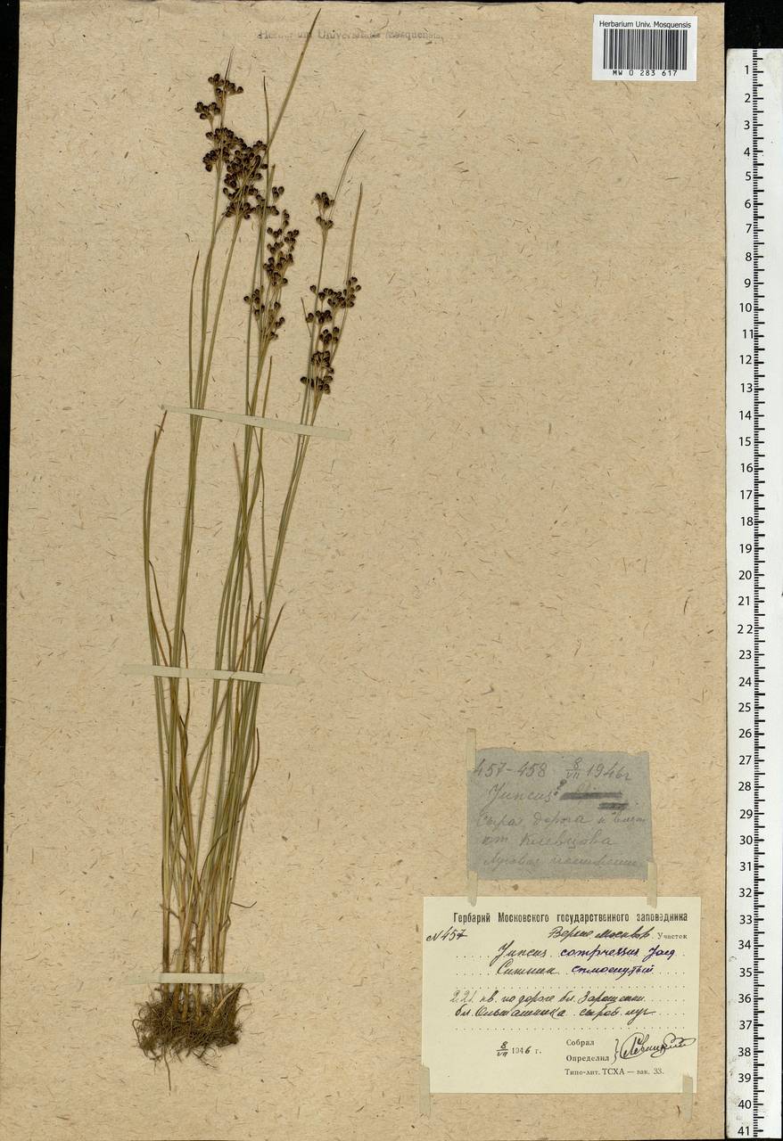 Juncus compressus Jacq., Eastern Europe, Moscow region (E4a) (Russia)