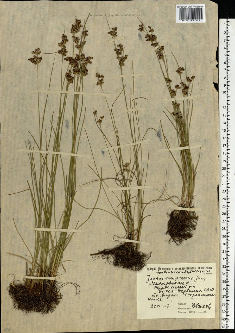 Juncus compressus Jacq., Eastern Europe, Moscow region (E4a) (Russia)