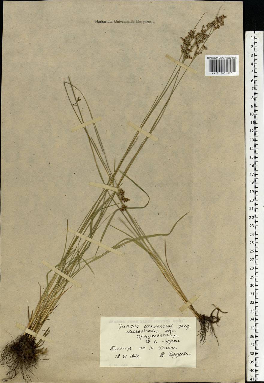 Juncus compressus Jacq., Eastern Europe, Moscow region (E4a) (Russia)