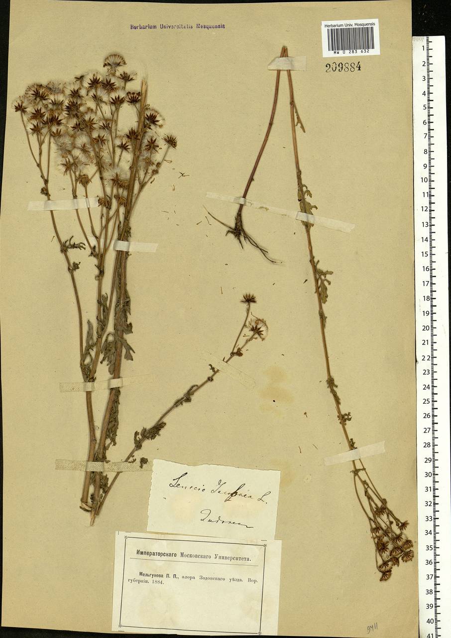 Jacobaea vulgaris subsp. vulgaris, Eastern Europe, Central forest-and-steppe region (E6) (Russia)