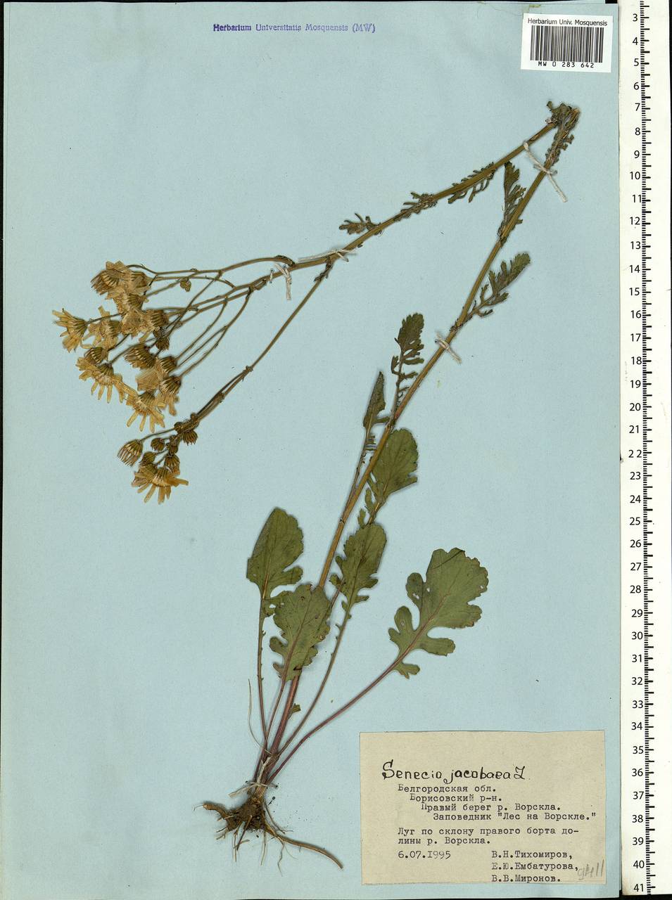 Jacobaea vulgaris subsp. vulgaris, Eastern Europe, Central forest-and-steppe region (E6) (Russia)