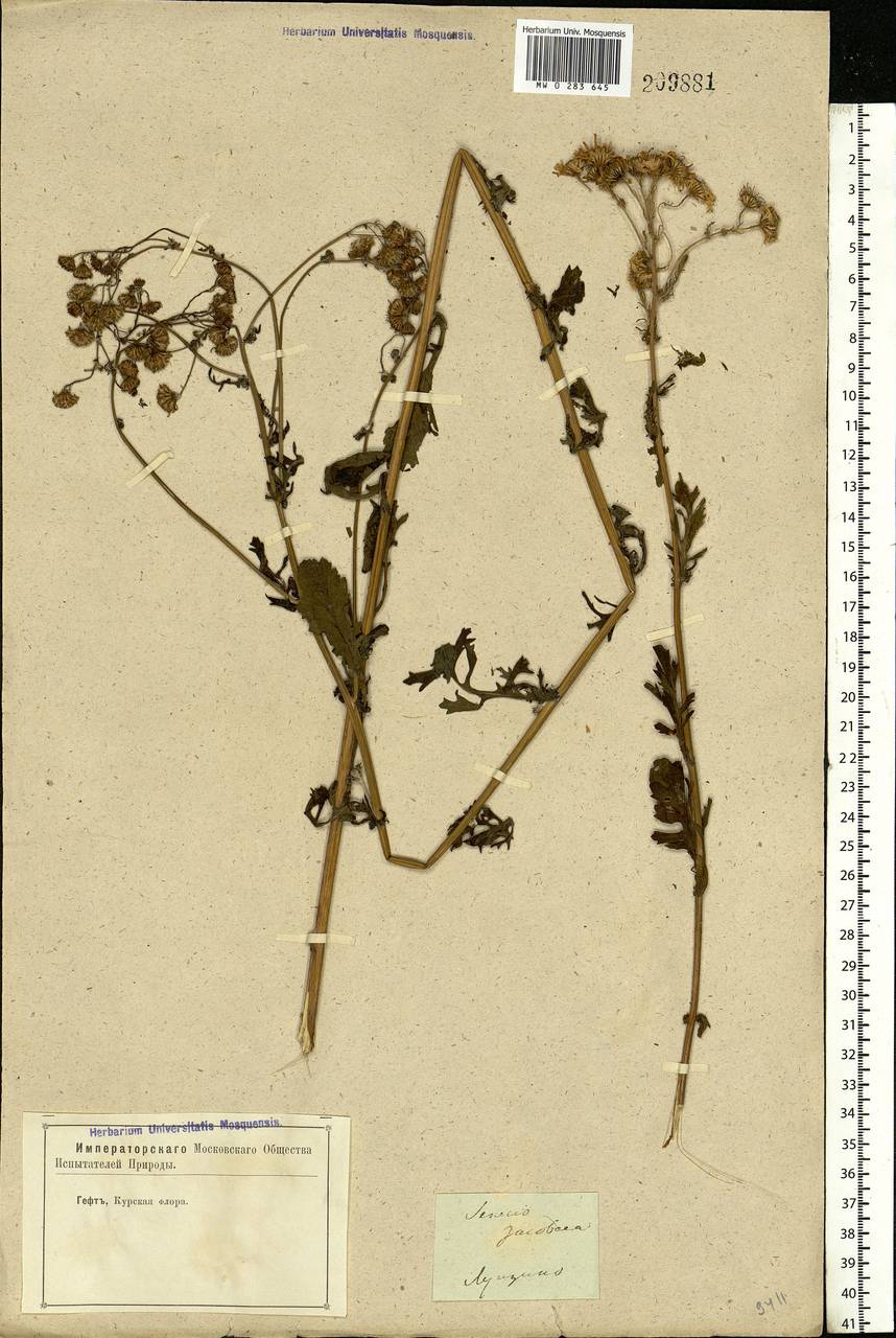 Jacobaea vulgaris subsp. vulgaris, Eastern Europe, Central forest-and-steppe region (E6) (Russia)