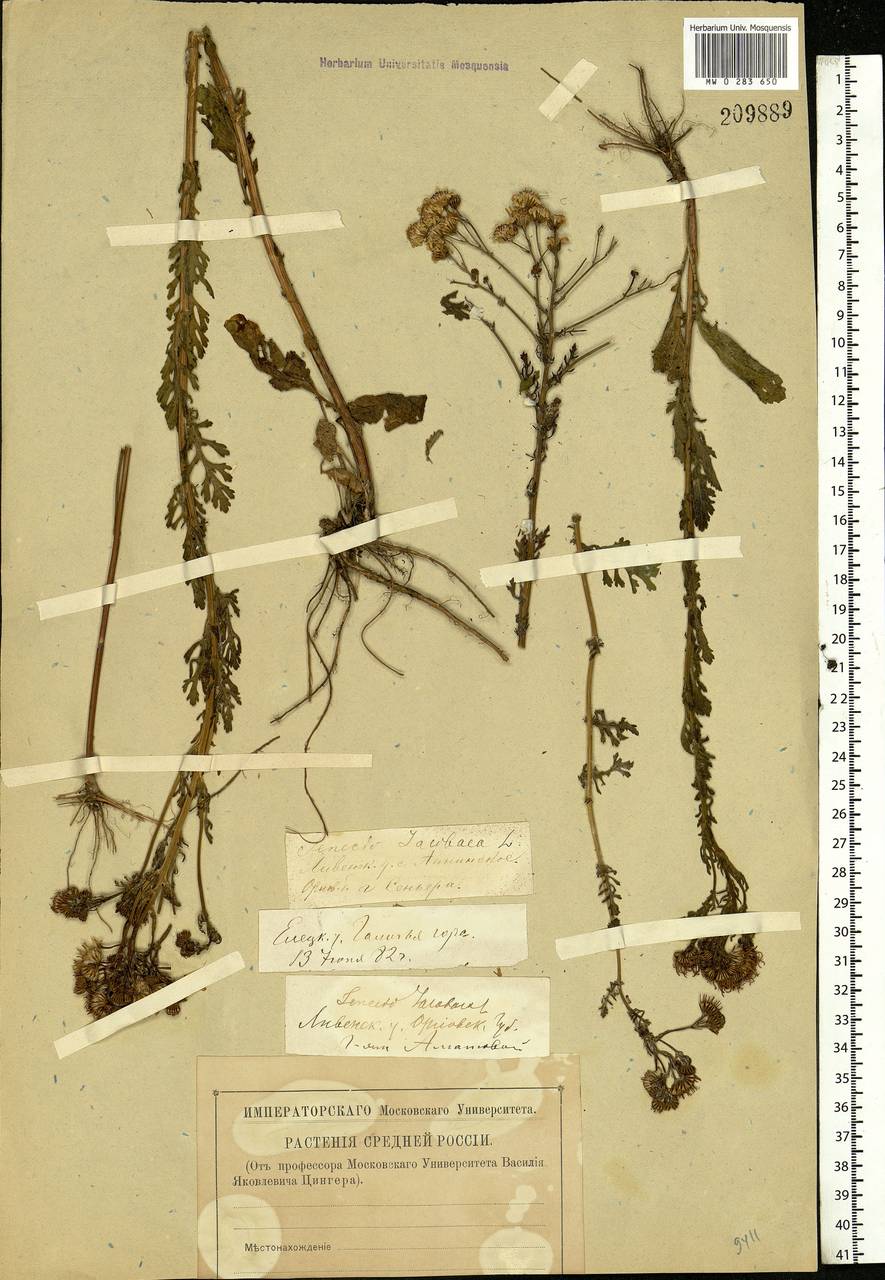 Jacobaea vulgaris subsp. vulgaris, Eastern Europe, Central forest-and-steppe region (E6) (Russia)