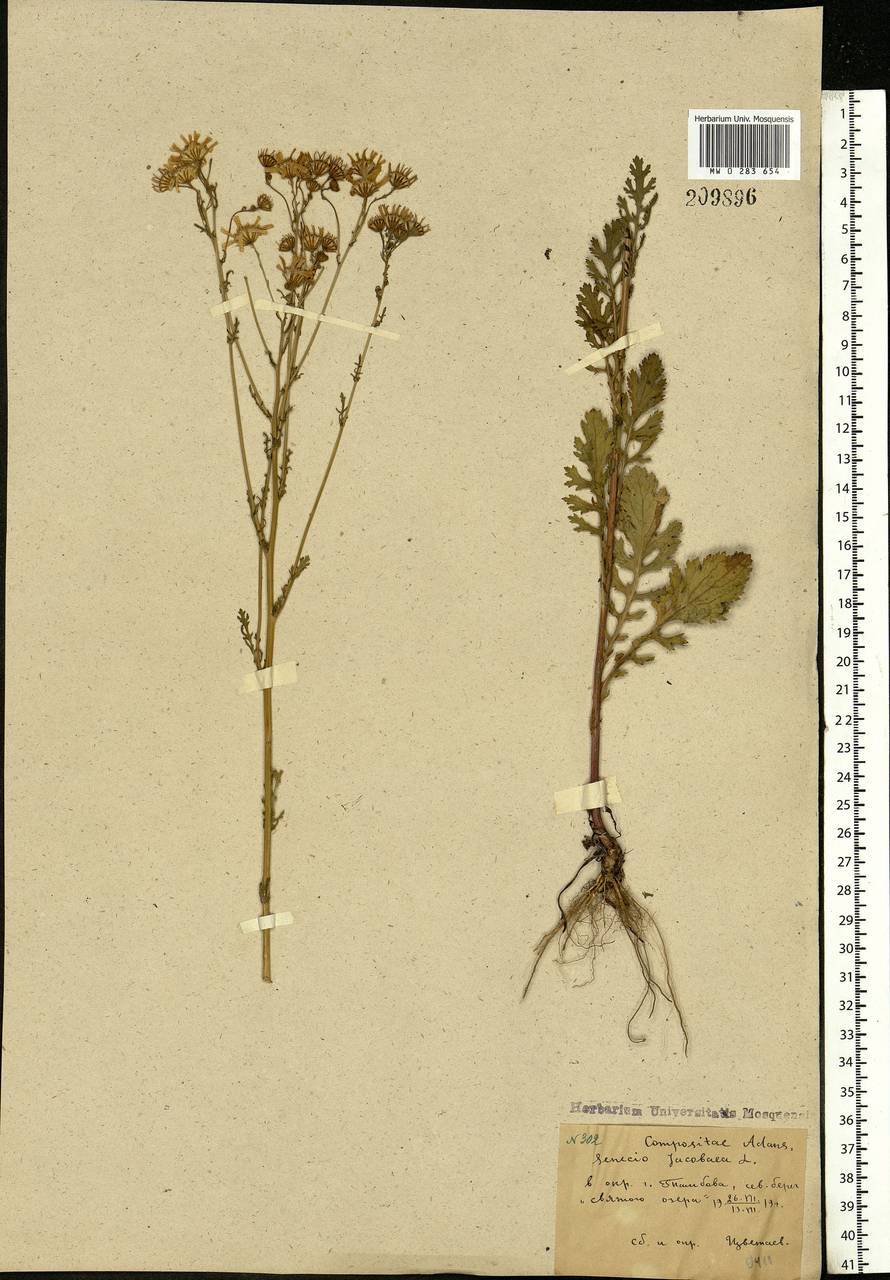 Jacobaea vulgaris subsp. vulgaris, Eastern Europe, Central forest-and-steppe region (E6) (Russia)