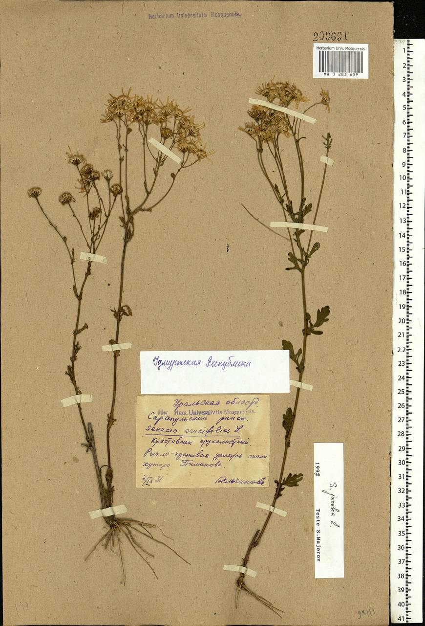 Jacobaea vulgaris subsp. vulgaris, Eastern Europe, Volga-Kama region (E7) (Russia)