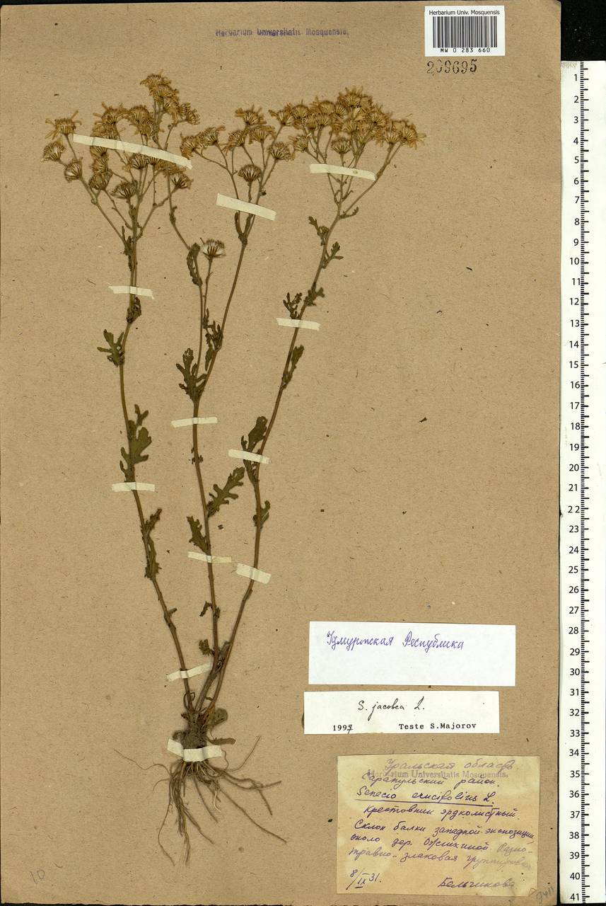 Jacobaea vulgaris subsp. vulgaris, Eastern Europe, Volga-Kama region (E7) (Russia)