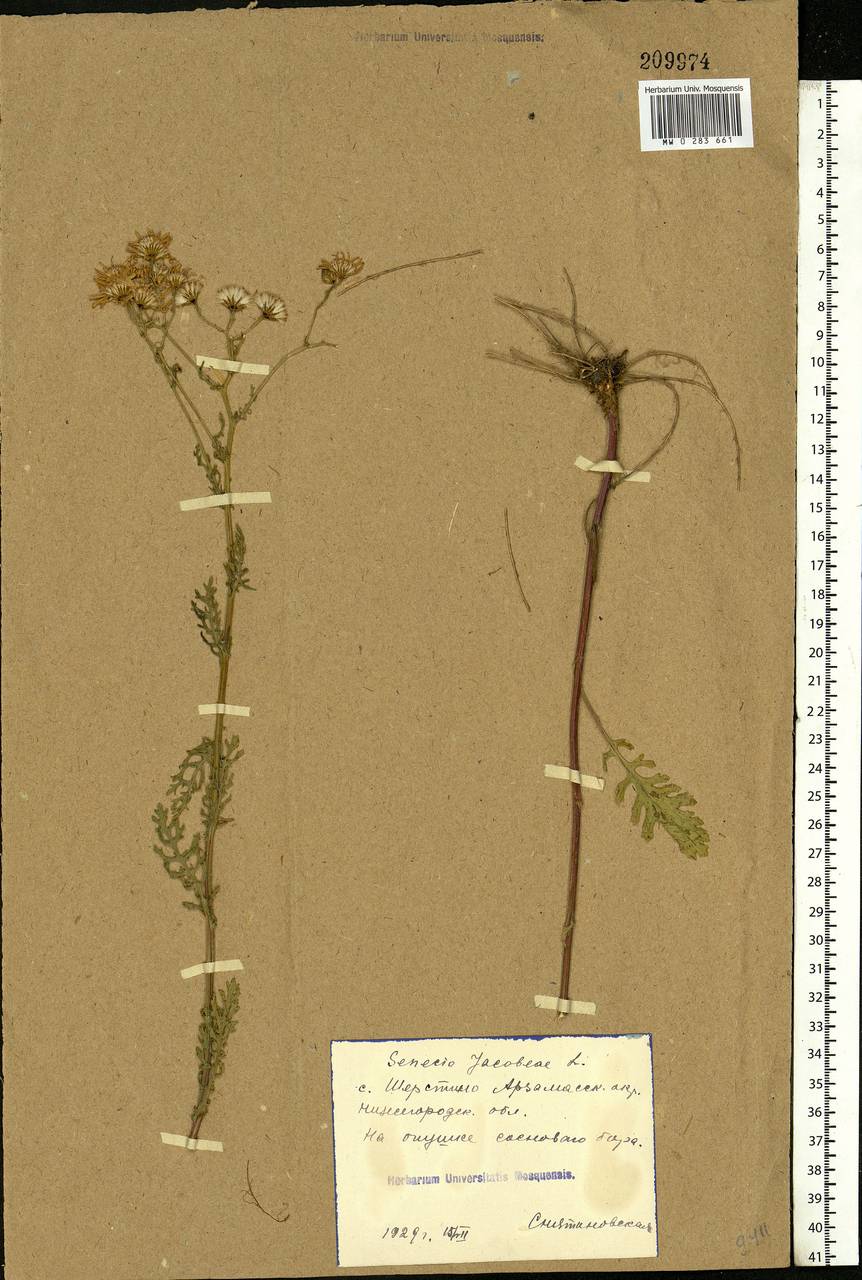 Jacobaea vulgaris subsp. vulgaris, Eastern Europe, Volga-Kama region (E7) (Russia)