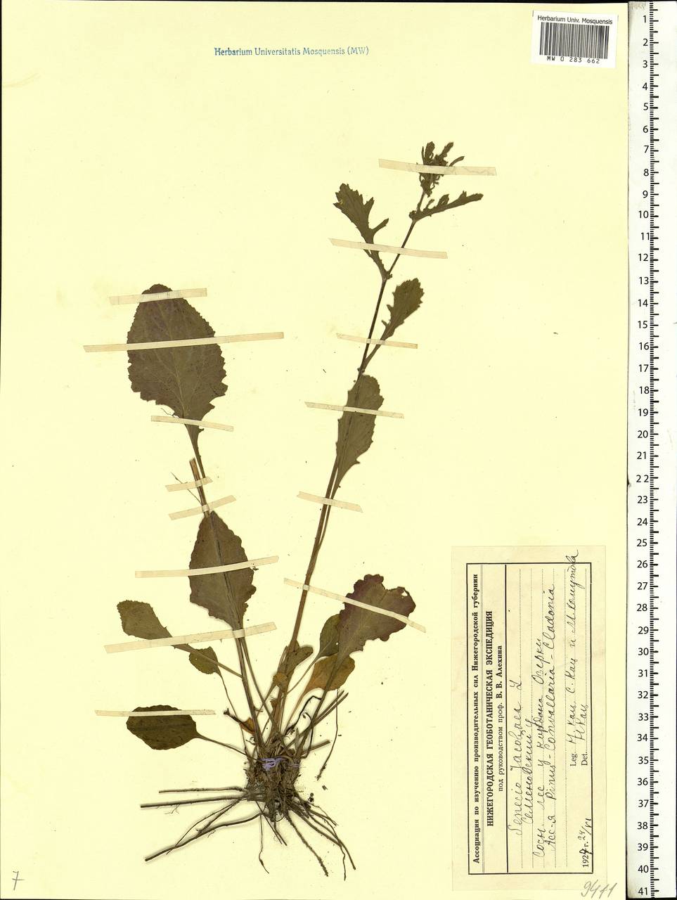 Jacobaea vulgaris subsp. vulgaris, Eastern Europe, Volga-Kama region (E7) (Russia)