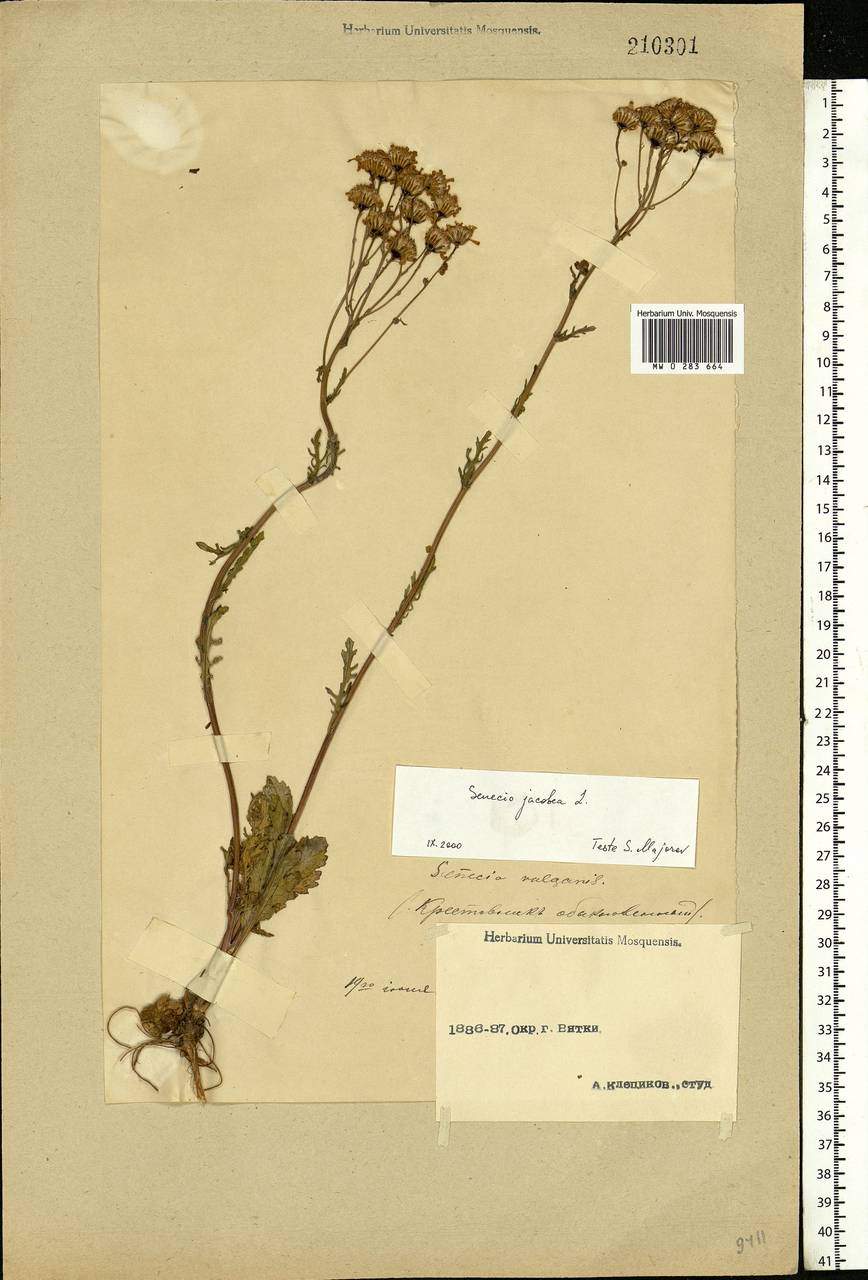 Jacobaea vulgaris subsp. vulgaris, Eastern Europe, Volga-Kama region (E7) (Russia)