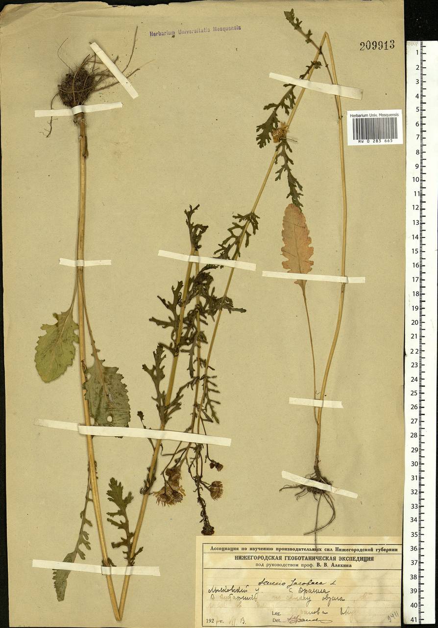 Jacobaea vulgaris subsp. vulgaris, Eastern Europe, Volga-Kama region (E7) (Russia)