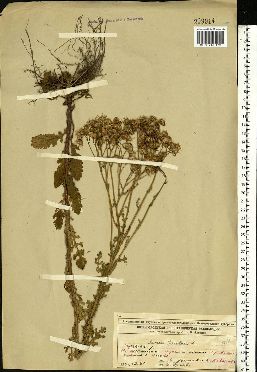 Jacobaea vulgaris subsp. vulgaris, Eastern Europe, Volga-Kama region (E7) (Russia)