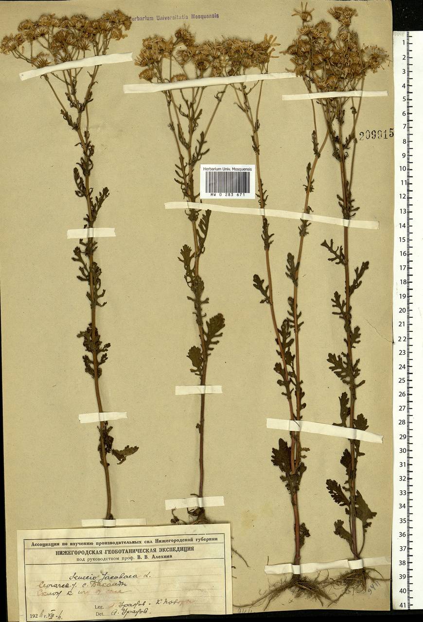 Jacobaea vulgaris subsp. vulgaris, Eastern Europe, Volga-Kama region (E7) (Russia)