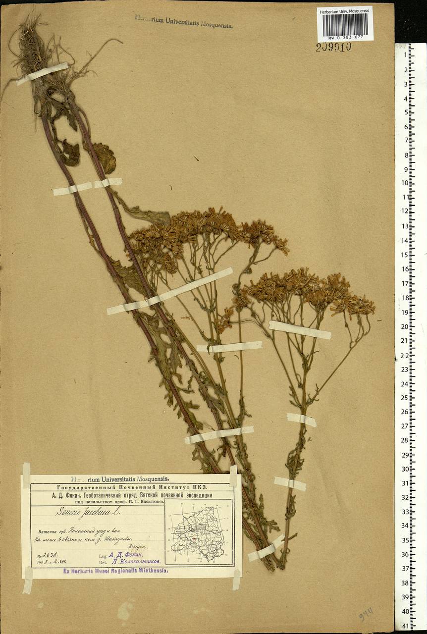 Jacobaea vulgaris subsp. vulgaris, Eastern Europe, Volga-Kama region (E7) (Russia)