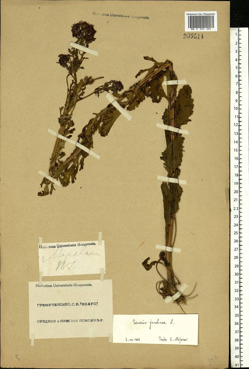 Jacobaea vulgaris subsp. vulgaris, Eastern Europe, Middle Volga region (E8) (Russia)