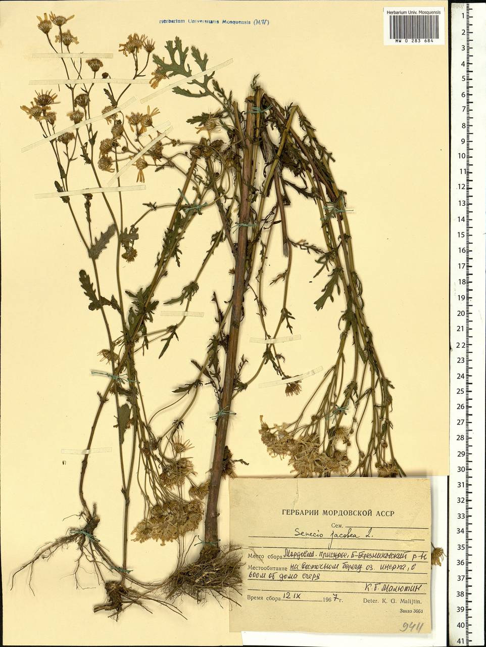 Jacobaea vulgaris subsp. vulgaris, Eastern Europe, Middle Volga region (E8) (Russia)