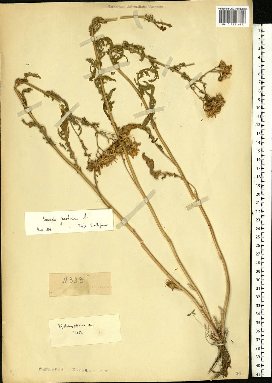 Jacobaea vulgaris subsp. vulgaris, Eastern Europe, Middle Volga region (E8) (Russia)