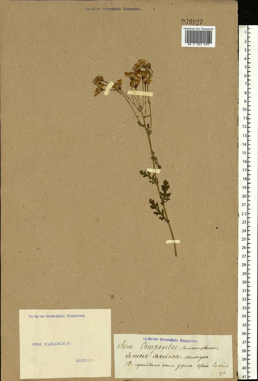 Jacobaea vulgaris subsp. vulgaris, Eastern Europe, Middle Volga region (E8) (Russia)