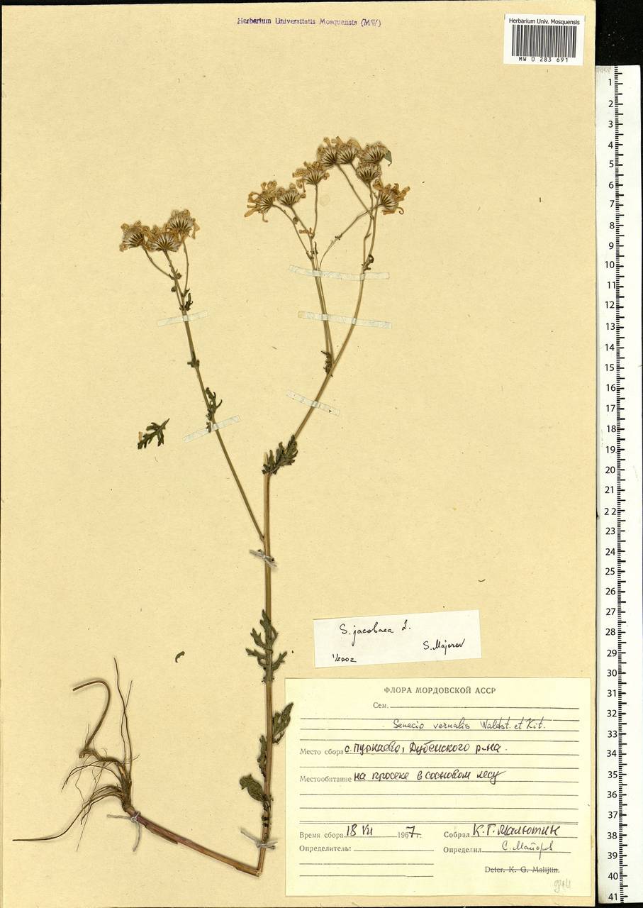 Jacobaea vulgaris subsp. vulgaris, Eastern Europe, Middle Volga region (E8) (Russia)